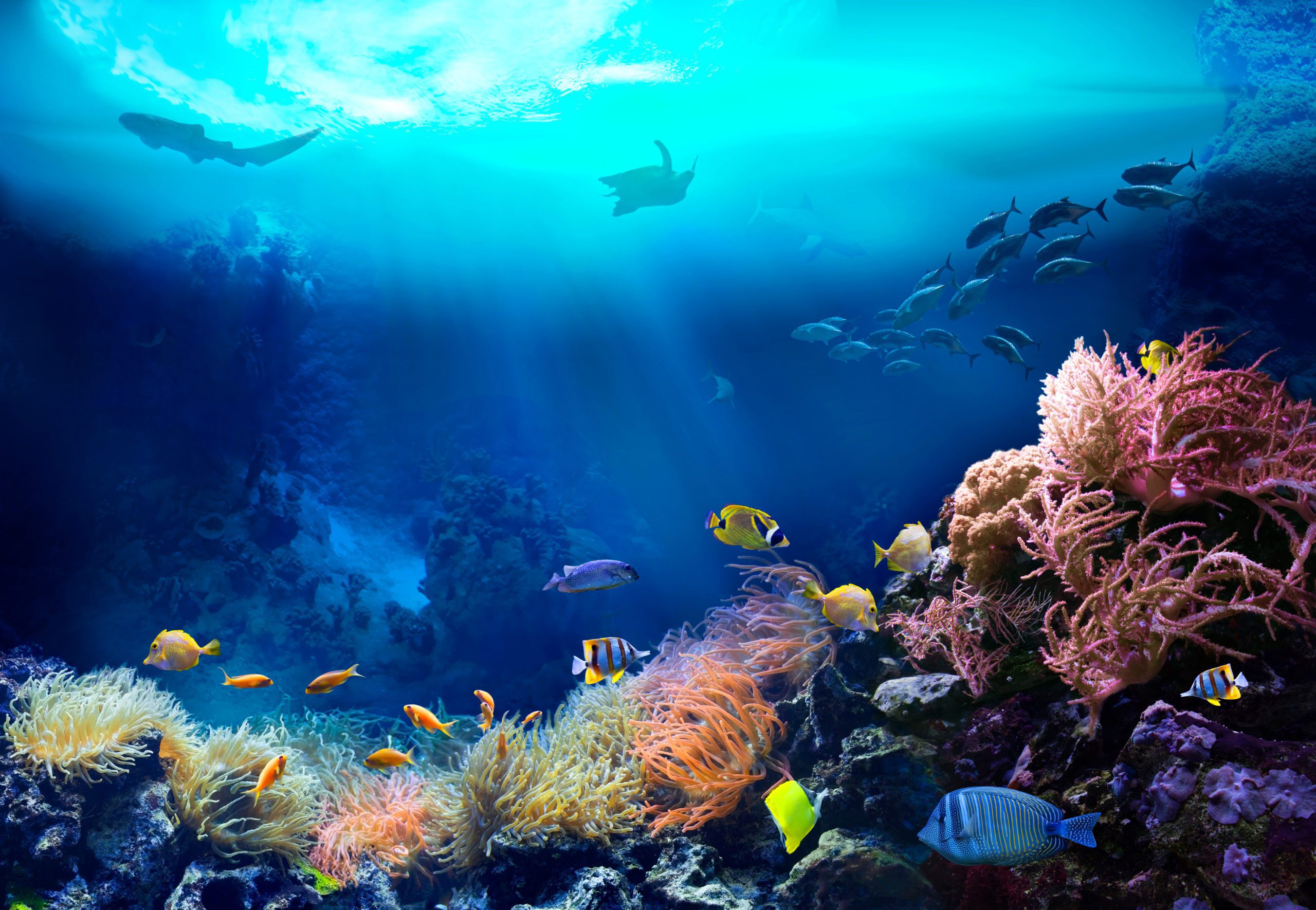 Reef ecosystem